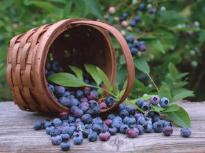黑加仑是蓝莓吗